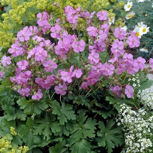 Geranium cantabrigense Cambridge CS9 - Angol gólyaorr – Évelő növények