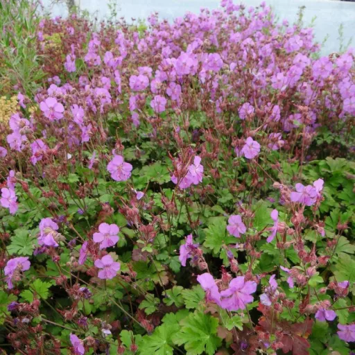Geranium cantabrigense Cambridge CS9 - Angol gólyaorr – Évelő növények