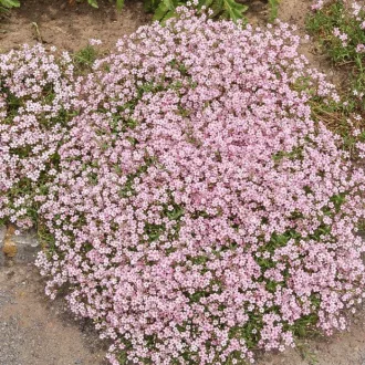 Gypsophila repens Rosea CS13 - Rózsaszín havasi fátyolvirág – Évelő növények
