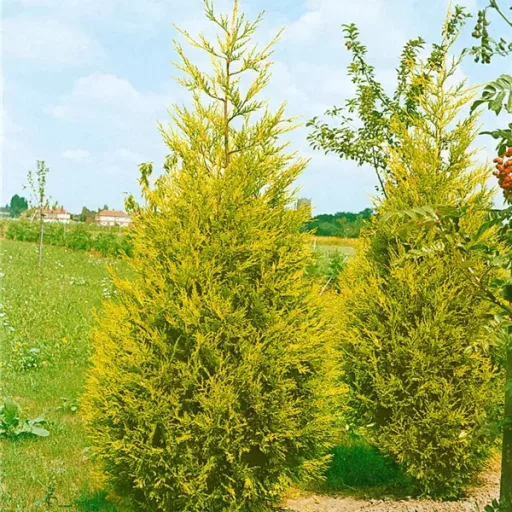 Cupressocyparis x leylandii Castlewellan Gold K2 - Arany leylandi ciprus