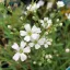Gypsophila repens Filou White CS13 - Fehér havasi fátyolvirág – Évelő növények