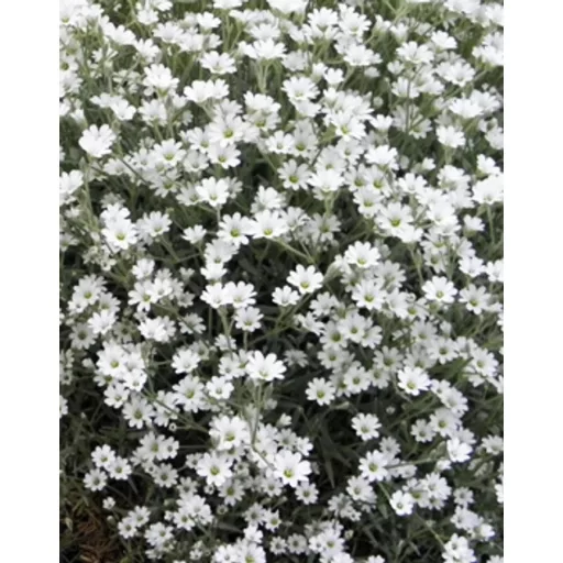 Gypsophila repens Filou White CS13 - Fehér havasi fátyolvirág – Évelő növények