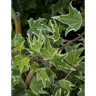 Hedera helix CS9 - Kúszó borostyán – Évelő növények