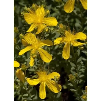 Hypericum polyphyllum Grandiflorum CS9 - Aprólevelű orbáncfű – Évelő növények