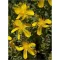 Hypericum polyphyllum Grandiflorum CS9 - Aprólevelű orbáncfű – Évelő növények