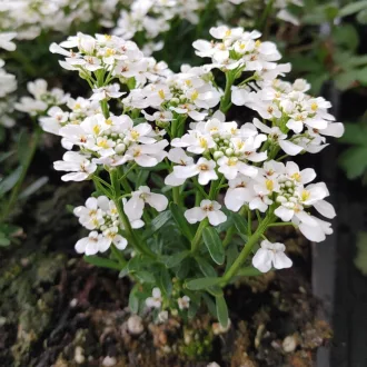 Iberis sempervirens P9 - Örökzöld tatárvirág