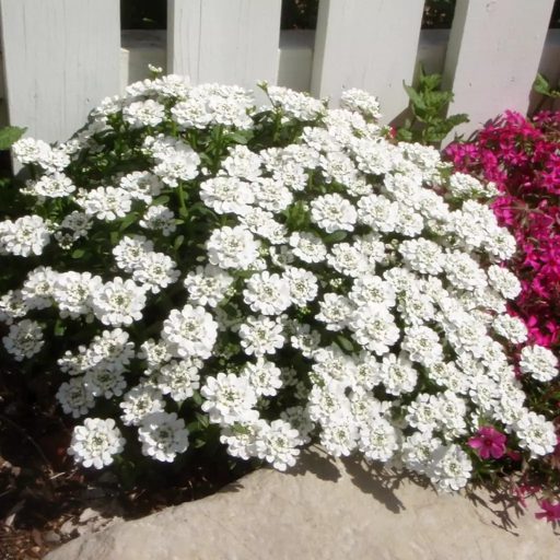 Iberis sempervirens P9 - Örökzöld tatárvirág