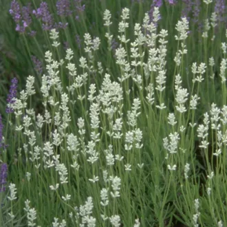Lavandula-x-intermedia-Edelweiss-Feher-francia-lev