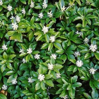 Pachysandra-terminalis-Green-Carpet-CS9-Japan-kove