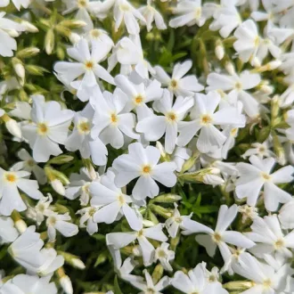 Phlox subulata CS9 - Fehér lángvirág
