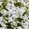 Phlox subulata CS9 - Fehér lángvirág