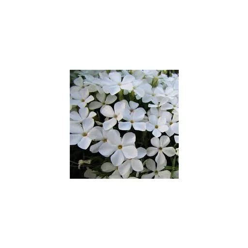Phlox subulata CS9 - Fehér lángvirág