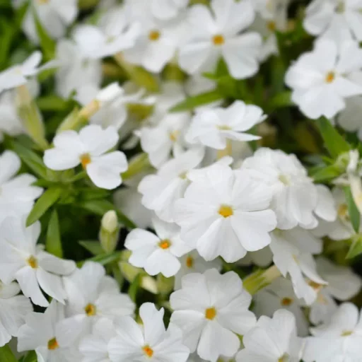 Phlox subulata CS9 - Fehér lángvirág