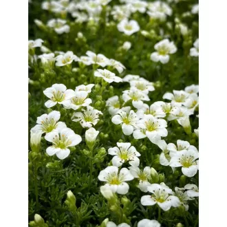 Saxifraga arendsii CS9 - Fehér mohalevelű kőtörőfű