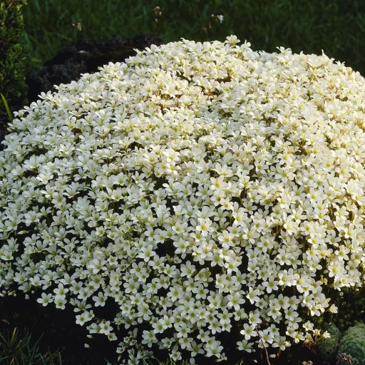 Saxifraga arendsii CS9 - Fehér mohalevelű kőtörőfű
