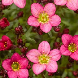   Saxifraga arendsii CS9 - Rózsaszín mohalevelű kőtörőfű