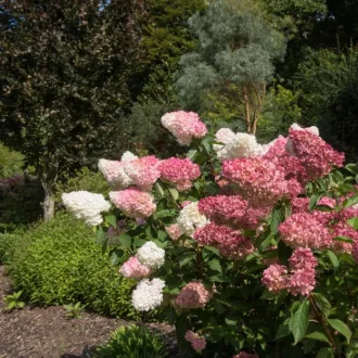 Hydrangea paniculata Sundae Fraise K3 - Bugás hortenzia