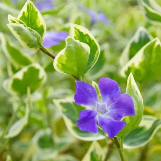 Vinca-major-Variegata-CS9-Tarka-levelu-meteng