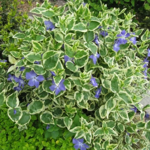 Vinca-major-Variegata-CS9-Tarka-levelu-meteng