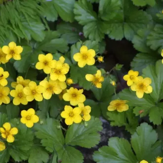 Waldsteinia-ternata-CS9-Indas-berkipimpo