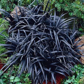 Ophiopogon planiscapus Niger CS9 - Kígyószakáll – Évelő növények