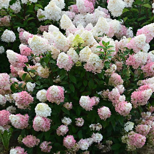 Hydrangea paniculata Sundae Fraise K3 - Bugás hortenzia