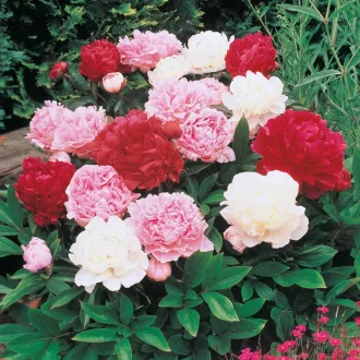 Paeonia suffruticosa MIX K2 - Fás bazsarózsa – Évelő növények