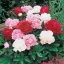 Paeonia suffruticosa MIX K2 - Fás bazsarózsa – Évelő növények