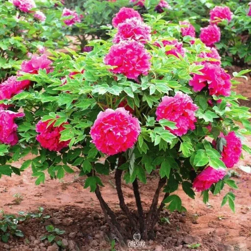 Paeonia suffruticosa MIX K2 - Fás bazsarózsa – Évelő növények