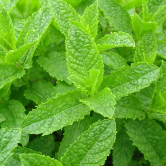 Mentha sp CS9 - Menta – Évelő növények