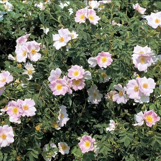 Rosa canina K2 - Vadrózsa – Díszcserjék