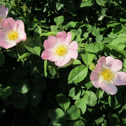 Rosa canina K2 - Vadrózsa