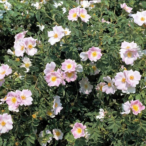Rosa canina K2 - Vadrózsa