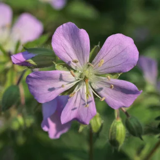 Geranium maculatum CS14 - Bordó levelű gólyaorr – Évelő növények