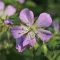 Geranium maculatum CS14 - Bordó levelű gólyaorr – Évelő növények