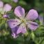 Geranium maculatum CS14 - Bordó levelű gólyaorr – Évelő növények