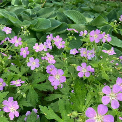 Geranium maculatum CS14 - Bordó levelű gólyaorr – Évelő növények