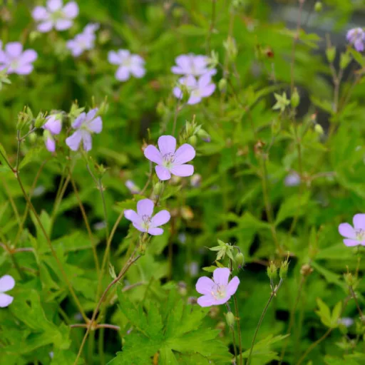 Geranium maculatum CS14 - Bordó levelű gólyaorr – Évelő növények