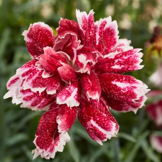 Dianthus-gratianopolitanus-Whatfield-Gem-CS9-Punko