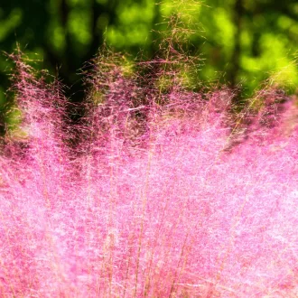 Muhlenbergia-sp-CS14-Vattacukorfu