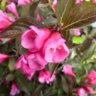 Weigela florida Victoria K3 - Rózsalonc – Évelő növények