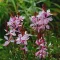 Gaura-lindheimeri-Rozsaszin-evelo-diszgyertya