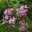 Gaura-lindheimeri-Rozsaszin-evelo-diszgyertya