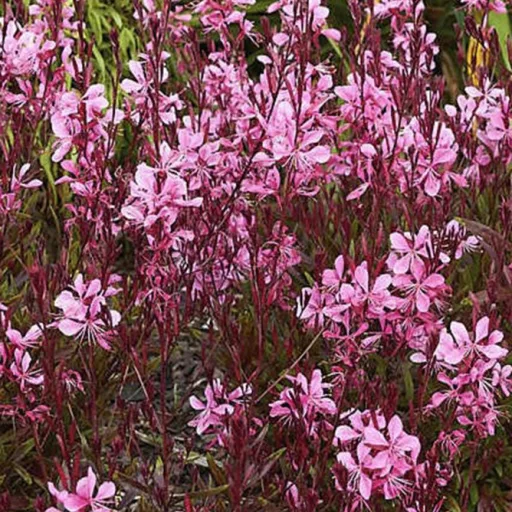 Gaura-lindheimeri-Rozsaszin-evelo-diszgyertya