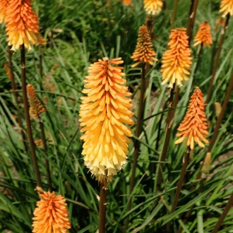 Kniphofia - Fürtös fáklyaliliom