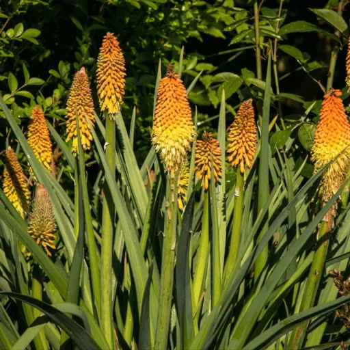 Kniphofia - Fürtös fáklyaliliom