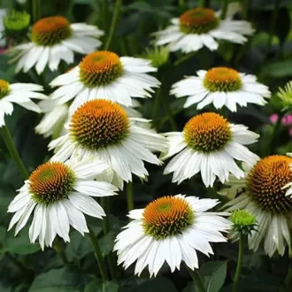 Echinacea-purpurea-Feher-kasvirag