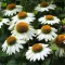 Echinacea purpurea - Fehér kasvirág CS9