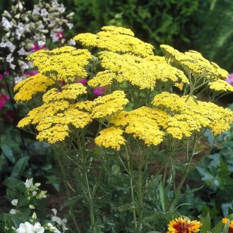 Achillea-millefolium-Sarga-cickafark