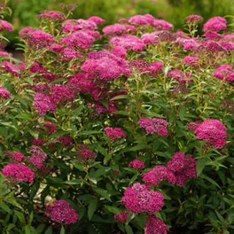 Spiraea japonica Crispa K2 - Fodros levelű törpe gyöngyvessző – Díszcserjék